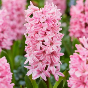 Bulbi Zambile Fondant – Pachet 3 Bulbi