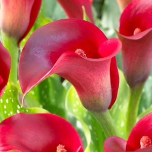 Cală - Red – Pachet 1 bulb - Aqua Flowers - Img 3