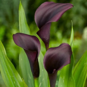 Cală - Schwarzwalder – Pachet 1 bulb