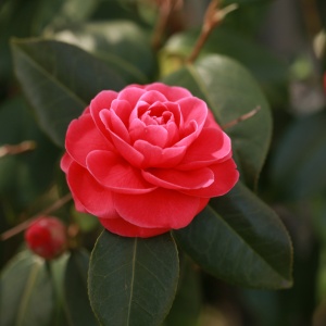 Camelia Japonica Roșu - Double Red - Ghiveci 2L H 50 - 60 cm - Img 3