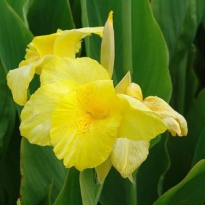 Canna – Amarilla - 1 radacina