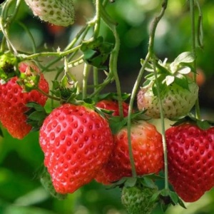 Capsun Remontant "Eve's Delight" - Ghiveci – Pe rod Anul 3