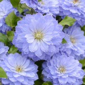 | Clematis - Blue Angel- Ghiveci - H 30-40 CM