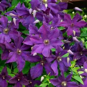 | Clematis - Polish Spirit - ghiveci - H30-40 CM