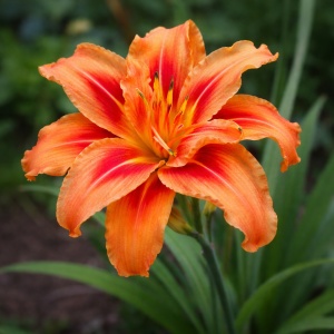 Crin Asiatic Double Bloom Orange – Pachet 1 Bulb