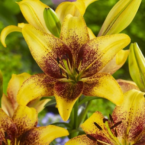 Crin Asiatic Golden Tycoon – Pachet 1 Bulb