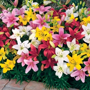 Crini Parfumati MIX – Pachet 10 Bulbi - Aqua Flowers - Img 1