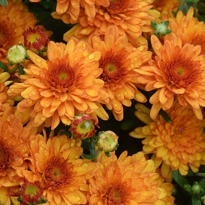 Crizantemă Orange – Ghiveci