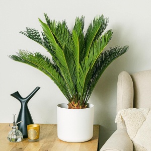 Cycas Revoluta - Palmier Sago - Ghiveci - Aqua Flowers - Img 2