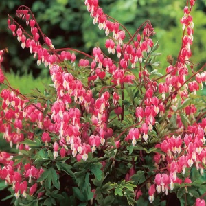 Dicentra - Valentine – Pachet 1 Rădăcină - Aqua Flowers - Img 2