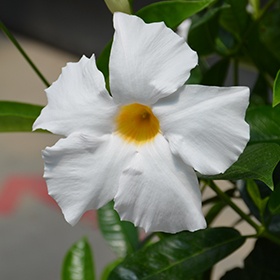 Dipladenia Alba - Ghiveci - 25 - 30 cm - Img 2