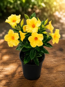 Dipladenia Galbena - 3 buc - ghiveci P12 - marime la livrare 25 - 35 cm - Img 2