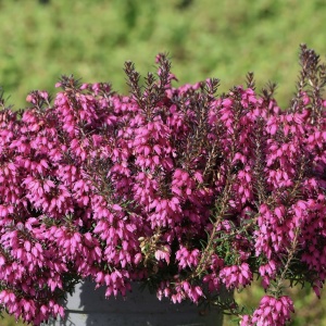 Erica Ladies Sarah - Ghiveci