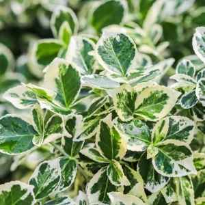 Euonymus japonicus - Kathy - Ghiveci 2L - H 30-40cm