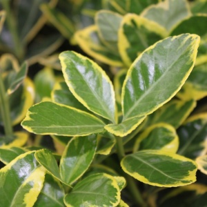 Euonymus japonicus - Marieke – Ghiveci 2L - H 50 cm - Img 2