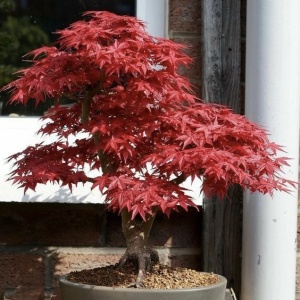 Ficus Bonsai Acer - Artar Japonez - Img 3