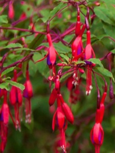 Floare terasă/balcon - Fuchsia - Aqua Flowers - Img 3