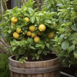 Floare terasă/balcon - Lămâi – Citrus Lemon – Cu fructe – Ghiveci 3L - Aqua Flowers - Img 3