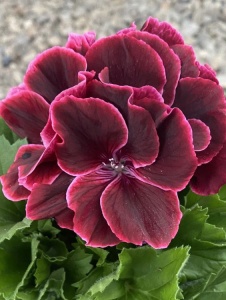 Floare terasă/balcon - Mușcată englezească - Img 2