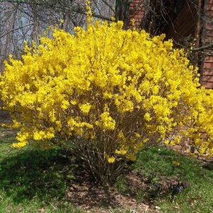 Forsythia Galbenă – radacina ambalata - H 70-80 cm - Img 2