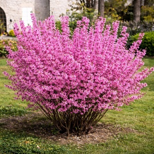 Forsythia Roz – radacina ambalata - H 70 - 80 cm