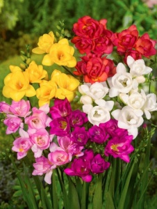 Frezia double Mixt (20 bulbi) - Img 4