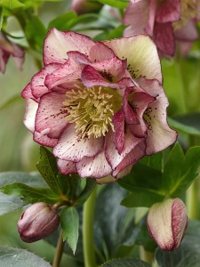 Helleborus - Spânz - Double Picotee – Pachet 1 Rădăcină