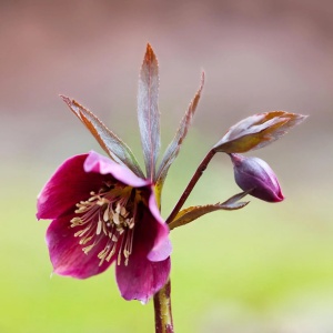 Helleborus - Spânz - Purpurascens – Pachet 1 Rădăcină - Img 2