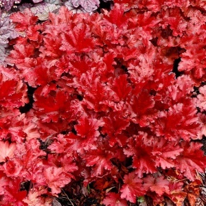 Heucera Forever Red - Ghiveci 3L - H 20-30 cm - Img 2