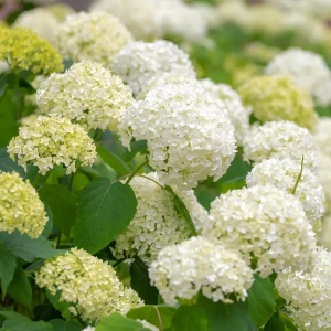 Hortensia Macrophylla - Annabelle - Ghiveci 2L