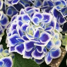 Hortensia Macrophylla - Bavaria Blue - Ghiveci 2L