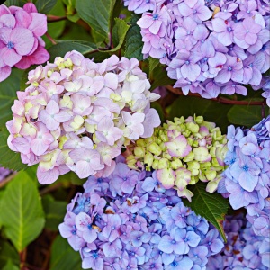 Hortensia Macrophylla - Endless Summer - Ghiveci 2L