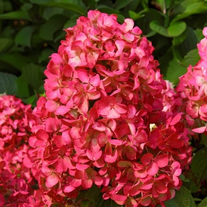 Hortensia Paniculata - Rosie Wim Red - Ghiveci 2L