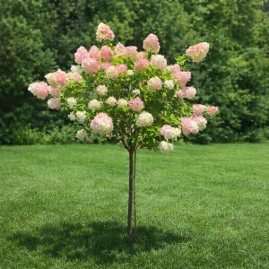 Hortensia pe Picior Paniculata (Hydrangea paniculata) - Rose - Ghiveci H 80 - 100 cm