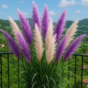 Iarbă de Pampas in 2 culori - Natural Blooming - ghiveci 2L