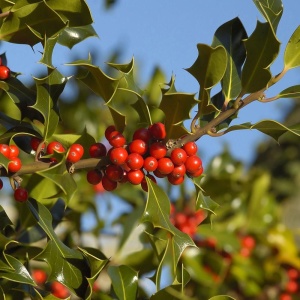 Ilex aquifolium – Malin de Craciun – Ghiveci 50 - 70 cm - Img 3