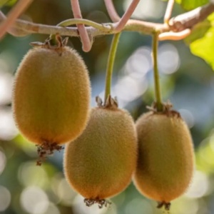 Kiwi Deliciosa Golden - Ghiveci 2l - H 50-60 cm - Img 2