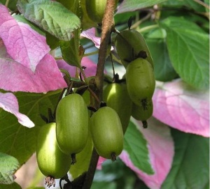 Kiwi Dr. Szymanowski Autofertil - Rezistent la ger - Ghiveci 2L