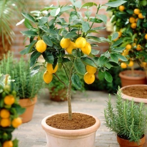Lămâi Cu Fructe Altoit – Ghiveci 5 L - H 60 - 70 cm - Img 1