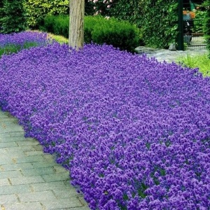 Lavanda Angustifolia Munstead - Ghiveci P9