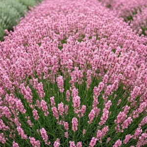 Lavandă London Pink (Lavandula angustifolia) – Flori Roz – Rădăcină Ambalată