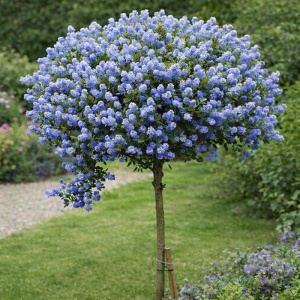 Liliac Californian Pomisor Concha - Ghiveci 2L - H 50-60 cm