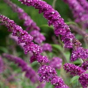 Liliac de Vara – Buddleja davidii Berries and Cream – Ghiveci P15 – Ghiveci - Aqua Flowers - Img 2
