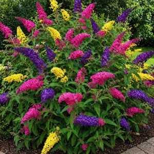 Liliac de vara - Buddleja Davidii Tricolor Mov-Galben-Roz - Ghiveci - H 30 - 40 cm