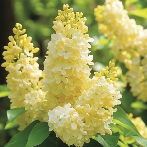 Liliac Galben Double Syringa – Ghiveci 2L - înălțime la livrare 70-90cm - Aqua Flowers - Img 1