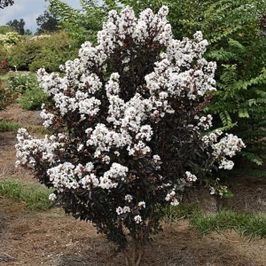 Liliac Indian – Lunar Magic Alb – Ghiveci 2L - Img 3