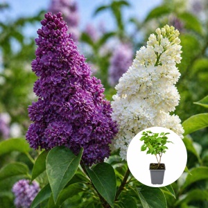 Liliac Syringa – bicolor roz cu galben - Ghiveci P9