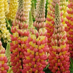 Lupinus - Gladiator – Pachet 1 Rădăcină - Aqua Flowers - Img 2