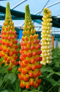 Lupinus - Gladiator – Pachet 1 Rădăcină - Img 4