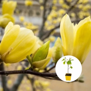 Magnolia Yellow Bird - Ghiveci P9 - H 30 cm